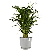 Ecopots Oslo Pflanztopf mit Wasserspeicher (Außenmaß (Ø x H): 35 x 40,5 cm, Kunststoff, Weißgrau) | BAUHAUS