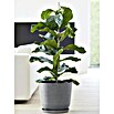 Ecopots Oslo Pflanztopf mit Wasserspeicher (Außenmaß (Ø x H): 35 x 40,5 cm, Kunststoff, Grau) | BAUHAUS