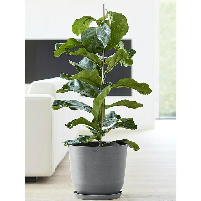 Ecopots Oslo Pflanztopf mit Wasserspeicher (Außenmaß (Ø x H): 35 x 47,9 cm, Kunststoff, Grau) | BAUHAUS