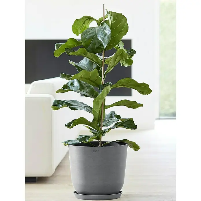 Ecopots Oslo Pflanztopf mit Wasserspeicher - Außenmaß (Ø x H): 35 x 40,5 cm, Kunststoff, Grau - Zimmerpflanze mit großen grünen Blättern in einem grauen Topf. Eine stilvolle Ergänzung für jede Inneneinrichtung.