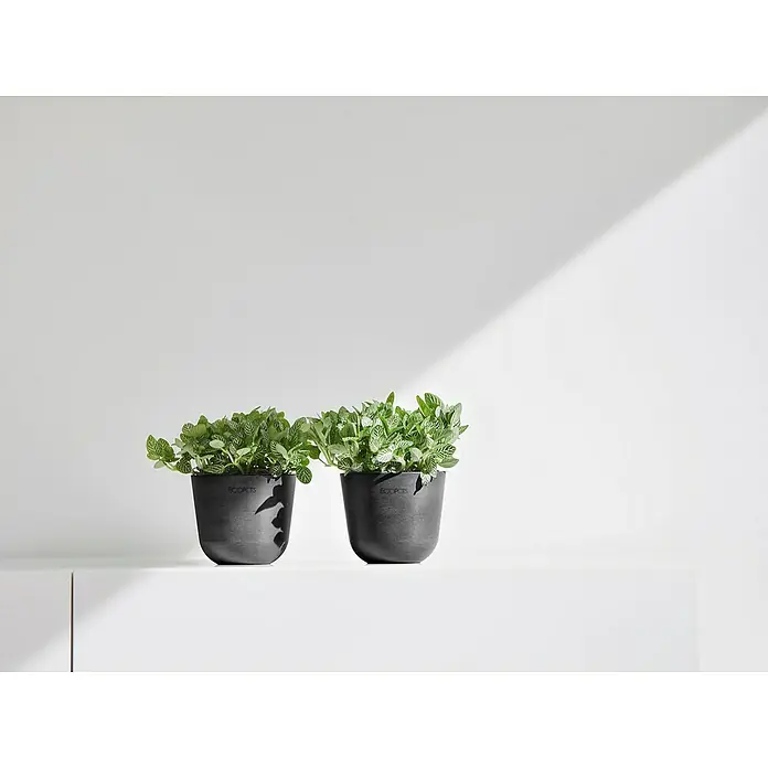 Ecopots Oslo Pflanztopf Mini - Außenmaß (Ø x H): 11,4 x 9,5 cm, Kunststoff, Dunkelgrau - Zwei graue Ecopots Pflanztöpfe mit grünen Pflanzen auf einer weißen Oberfläche vor einem hellen Hintergrund.