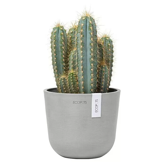 Ecopots Oslo Pflanztopf Mini - Außenmaß (Ø x H): 16 x 13,7 cm, Kunststoff, Weißgrau - Stacheliger blaugrüner Kaktus in einem runden, hellgrauen 'ECOPOTS' Pflanzgefäß.