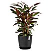 Ecopots Oslo Pflanztopf mit Wasserspeicher (Außenmaß (Ø x H): 35 x 40,5 cm, Kunststoff, Dunkelgrau) | BAUHAUS
