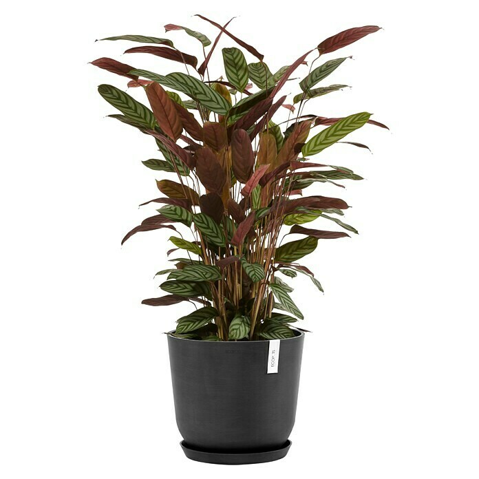 Ecopots Oslo Pflanztopf mit Wasserspeicher (Außenmaß (Ø x H): 35 x 40,5 cm, Kunststoff, Dunkelgrau) | BAUHAUS