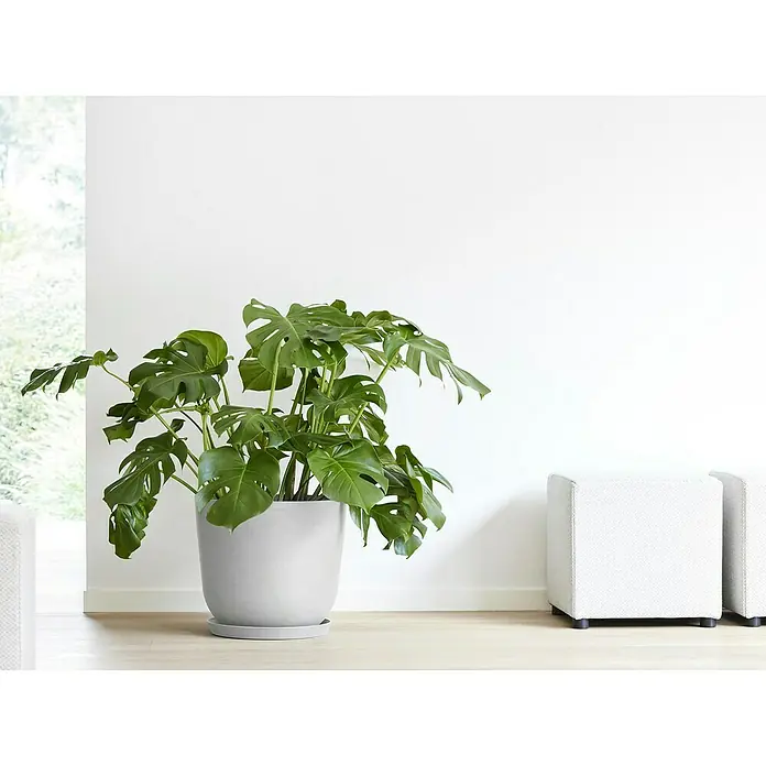 Ecopots Oslo Pflanztopf mit Wasserspeicher - Außenmaß (Ø x H): 45 x 39,4 cm, Kunststoff, Weißgrau - Zimmerpflanze Monstera deliciosa in einem grauen Topf. Dekorative Zimmerpflanze für ein stilvolles Zuhause mit satten grünen Blättern.