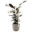 Ecopots Oslo Pflanztopf mit Wasserspeicher (Außenmaß (Ø x H): 25 x 21,4 cm, Kunststoff, Braungrau) | BAUHAUS