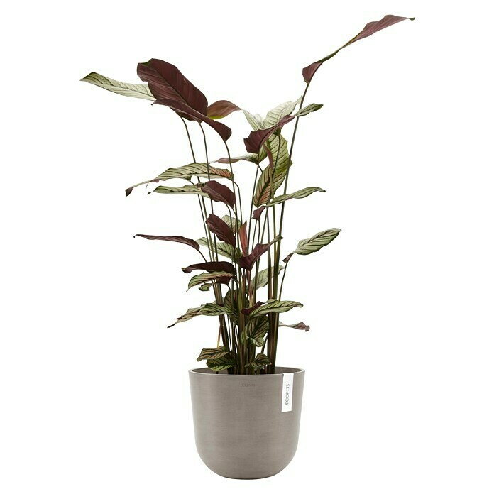 Ecopots Oslo Pflanztopf mit Wasserspeicher (Außenmaß (Ø x H): 25 x 21,4 cm, Kunststoff, Braungrau) | BAUHAUS