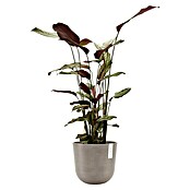 Ecopots Oslo Pflanztopf mit Wasserspeicher (Außenmaß (Ø x H): 25 x 21,4 cm, Kunststoff, Braungrau) | BAUHAUS