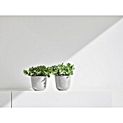 Ecopots Oslo Pflanztopf mit Wasserspeicher (Außenmaß (Ø x H): 11,5 x 10 cm, Kunststoff, Weißgrau) | BAUHAUS