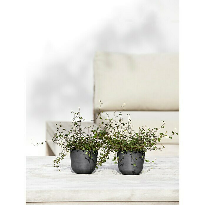 Ecopots Oslo Pflanztopf Mini (Außenmaß (Ø x H): 11,5 x 10 cm, Kunststoff, Dunkelgrau) | BAUHAUS