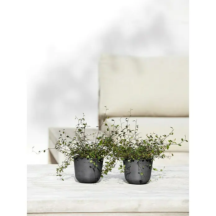 Ecopots Oslo Pflanztopf Mini - Außenmaß (Ø x H): 11,4 x 9,5 cm, Kunststoff, Dunkelgrau - Zwei Topfpflanzen der Marke Ecopots stehen auf einem Tisch mit einer hellen Oberfläche und grünen Pflanzen, die aus den Töpfen ragen.