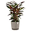 Ecopots Oslo Pflanztopf mit Wasserspeicher (Außenmaß (Ø x H): 35 x 40,5 cm, Kunststoff, Braungrau) | BAUHAUS