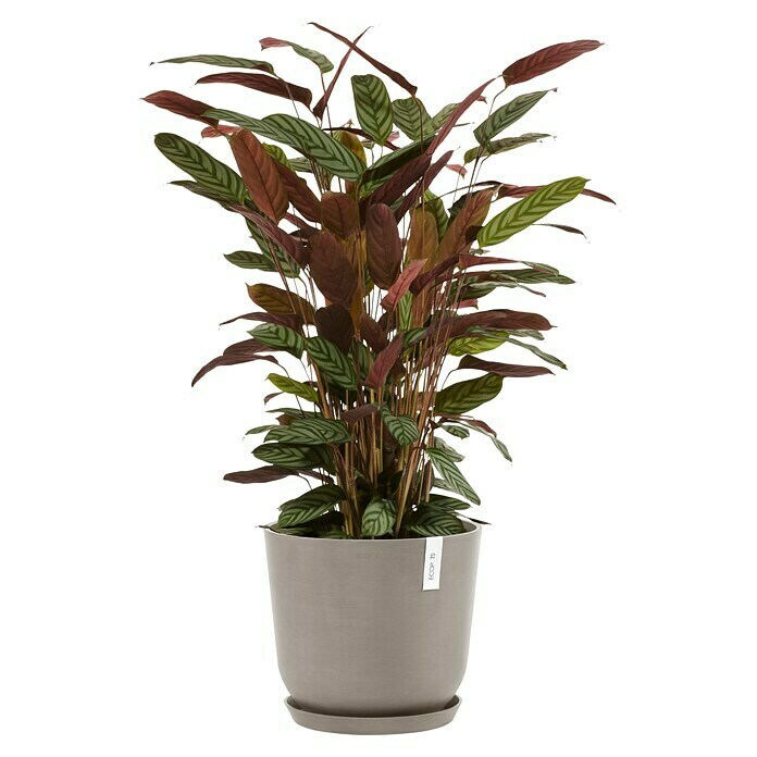 Ecopots Oslo Pflanztopf mit Wasserspeicher (Außenmaß (Ø x H): 35 x 40,5 cm, Kunststoff, Braungrau) | BAUHAUS