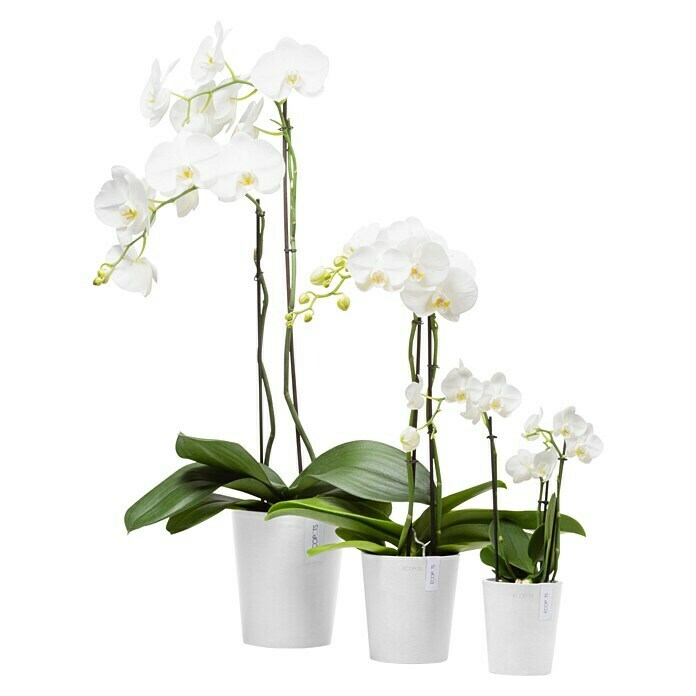 Ecopots Orchideentopf Morinda (Außenmaß (Ø x H): 14,2 x 16 cm, Kunststoff, Weiß) | BAUHAUS