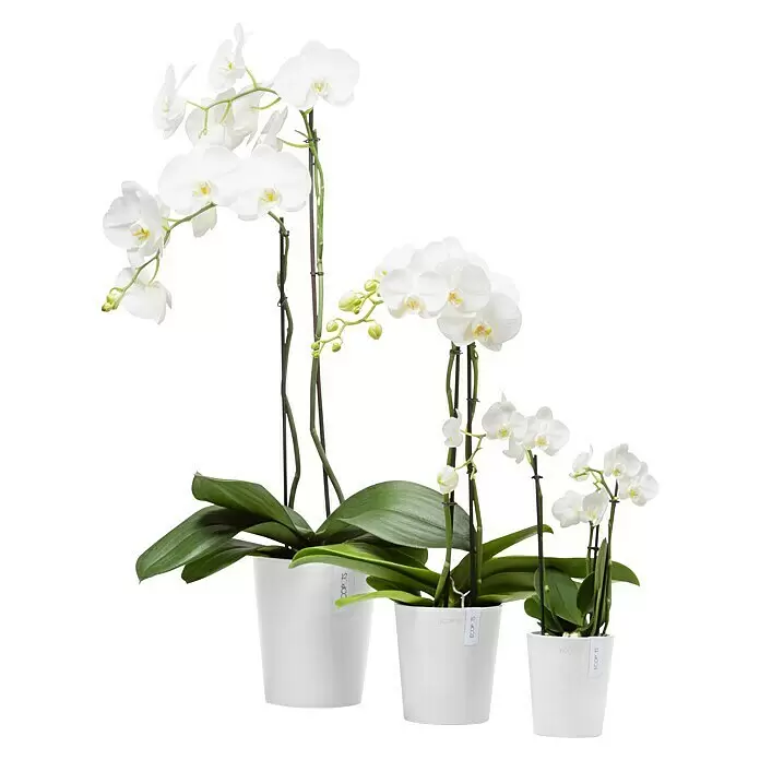 Ecopots Orchideentopf Morinda - Außenmaß (Ø x H): 14 x 15 cm, Kunststoff, Weiß - Drei weiße Orchideenpflanzen in weißen Töpfen.