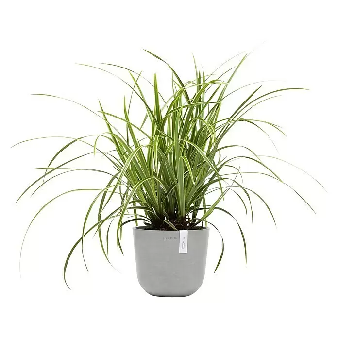 Ecopots Oslo Pflanztopf Mini - Außenmaß (Ø x H): 19 x 16,5 cm, Kunststoff, Weißgrau - Grün-weiß panaschierte Zimmerpflanze in einem runden, hellgrauen ECOPOTS Pflanzgefäß.