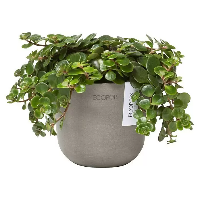 Ecopots Oslo Pflanztopf Mini - Außenmaß (Ø x H): 11,4 x 9,5 cm, Kunststoff, Braungrau - Grüne Sukkulente in rundem grauem ECOPOTS Pflanztopf mit weißem Etikett.