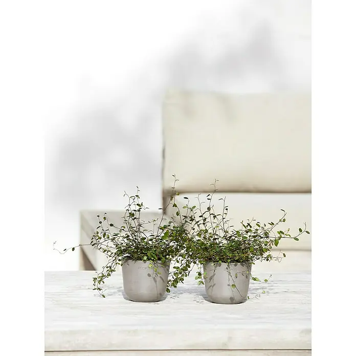 Ecopots Oslo Pflanztopf Mini - Außenmaß (Ø x H): 11,4 x 9,5 cm, Kunststoff, Braungrau - Zwei Topfpflanzen mit grünen Blättern in grauen Töpfen auf einer weißen Oberfläche. Die Pflanzen wirken natürlich und dekorativ.