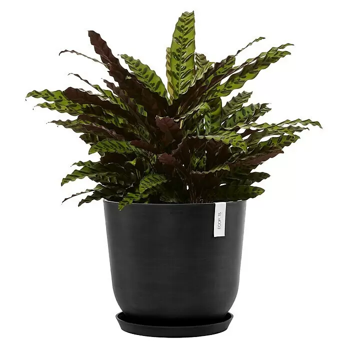 Ecopots Oslo Pflanztopf mit Wasserspeicher - Außenmaß (Ø x H): 45 x 39,4 cm, Kunststoff, Dunkelgrau - Lanzen-Korbmarante in schwarzem Topf mit Untersetzer. Lange, gewellte grüne Blätter mit dunklen Mustern und rot-violetter Unterseite.