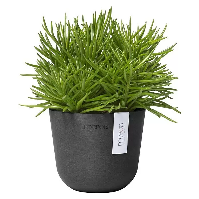Ecopots Oslo Pflanztopf Mini - Außenmaß (Ø x H): 11,4 x 9,5 cm, Kunststoff, Dunkelgrau - Grüne Pflanze in einem dunkelgrauen ECOPOTS Topf.