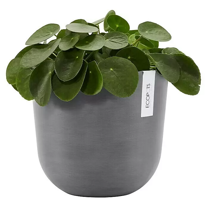Ecopots Oslo Pflanztopf mit Wasserspeicher - Außenmaß (Ø x H): 25 x 21,4 cm, Kunststoff, Grau - Pilea-Pflanze in einem grauen Topf mit ECOPOTS-Etikett.