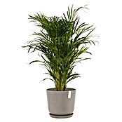 Ecopots Oslo Pflanztopf mit Wasserspeicher (Außenmaß (Ø x H): 35 x 40,5 cm, Kunststoff, Braungrau) | BAUHAUS
