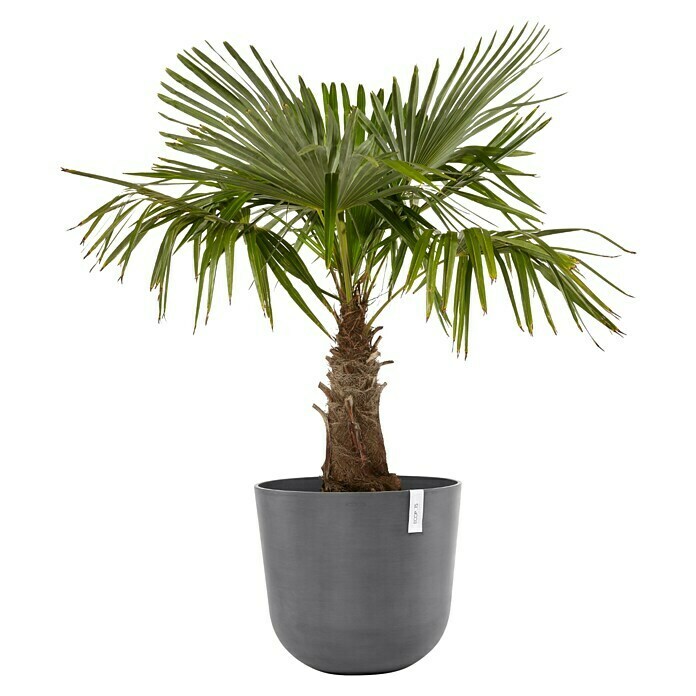 Ecopots Oslo Pflanztopf mit Wasserspeicher (Außenmaß (Ø x H): 55 x 47,9 cm, Kunststoff, Grau) | BAUHAUS