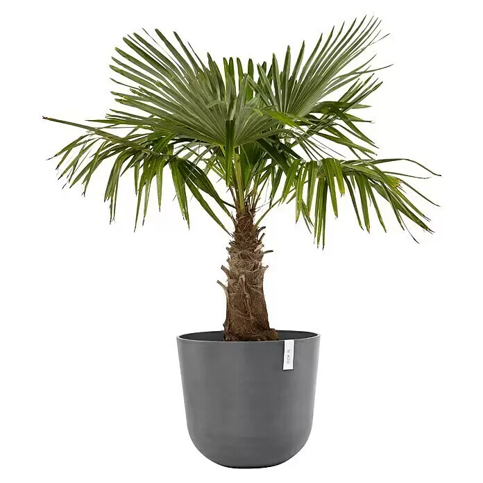 Ecopots Oslo Pflanztopf mit Wasserspeicher - Außenmaß (Ø x H): 55 x 48,5 cm, Kunststoff, Grau - Topfpalme mit grünen Wedeln in einem dunkelgrauen zylindrischen Topf.