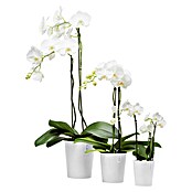 Ecopots Orchideentopf Morinda (Außenmaß (Ø x H): 11 x 12,5 cm, Kunststoff, Weiß) | BAUHAUS