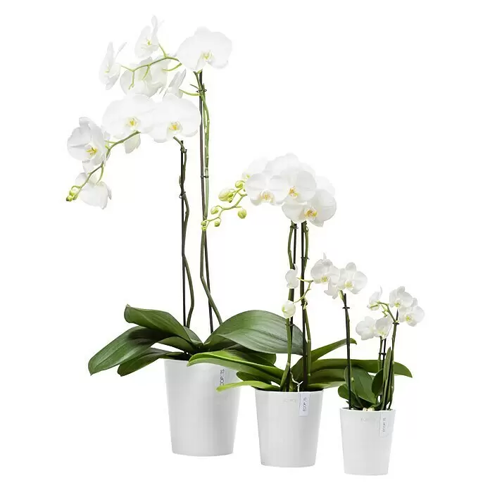 Ecopots Orchideentopf Morinda - Außenmaß (Ø x H): 11 x 12,5 cm, Kunststoff, Weiß - Drei unterschiedlich große weiße Orchideen in weißen Töpfen.
