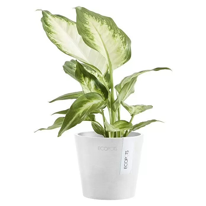 Ecopots Amsterdam Pflanztopf Mini - Außenmaß (Ø x H): 10,5 x 9,2 cm, Kunststoff, Weiß - Dieffenbachia-Pflanze mit grün-weiß panaschierten Blättern im weißen ECOPOTS-Pflanztopf.