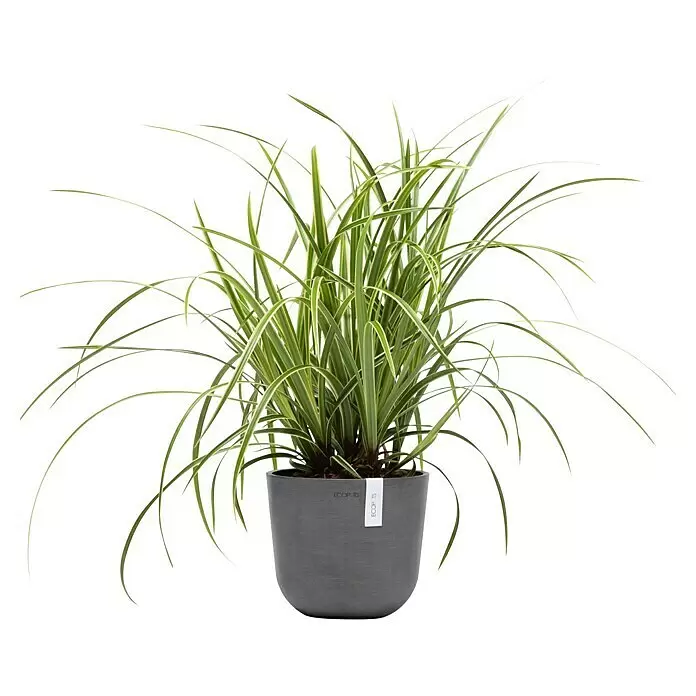 Ecopots Oslo Pflanztopf Mini - Außenmaß (Ø x H): 19 x 16,5 cm, Kunststoff, Grau - Üppige, panaschierte grün-creme grasartige Pflanze in einem runden, strukturierten grauen Topf.