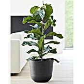 Ecopots Oslo Pflanztopf mit Wasserspeicher (Außenmaß (Ø x H): 35 x 40,5 cm, Kunststoff, Dunkelgrau) | BAUHAUS