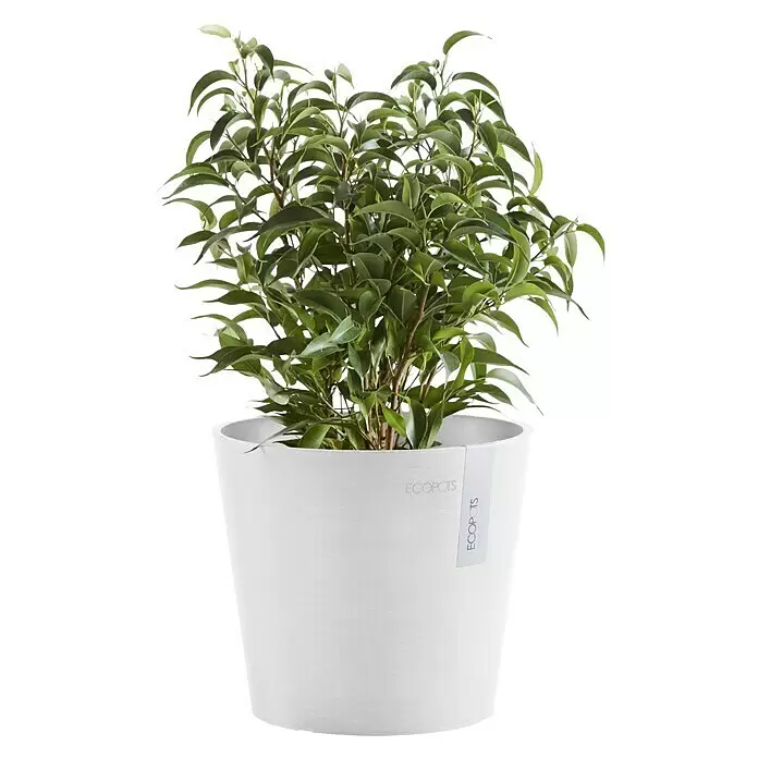 Ecopots Amsterdam Pflanztopf Mini - Außenmaß (Ø x H): 17 x 14,9 cm, Kunststoff, Weiß - Grüne Pflanze in einem strukturierten weißen ECOPOTS Pflanzgefäß.