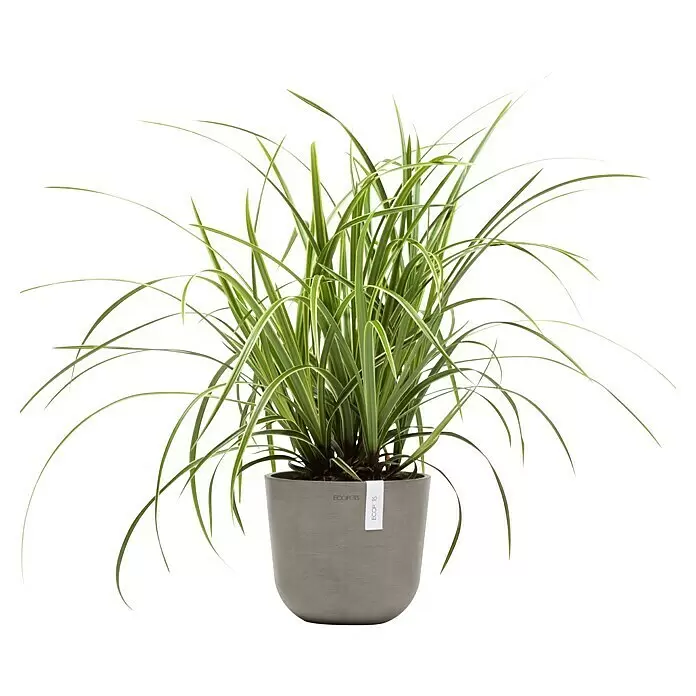 Ecopots Oslo Pflanztopf Mini - Außenmaß (Ø x H): 19 x 16,5 cm, Kunststoff, Braungrau - Variegierter Grünpflanze in einem runden grauen Topf mit weißem ECOPOTS-Etikett.
