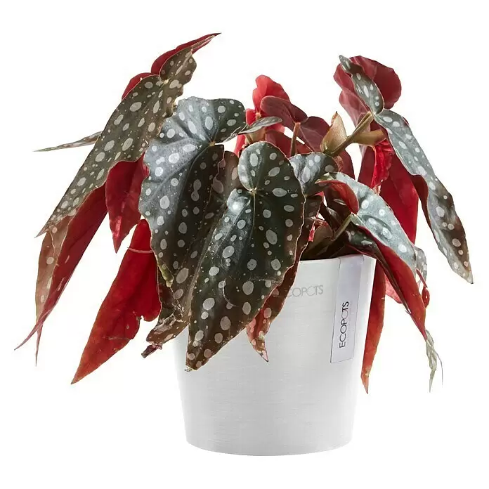 Ecopots Amsterdam Pflanztopf Mini - Außenmaß (Ø x H): 13 x 11,4 cm, Kunststoff, Weiß - Topf-Begonia Maculata mit dunkelgrünen Blättern mit weißen Punkten und roten Unterseiten, in einem weißen Topf.