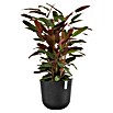 Ecopots Oslo Pflanztopf mit Wasserspeicher (Außenmaß (Ø x H): 35 x 40,5 cm, Kunststoff, Dunkelgrau) | BAUHAUS