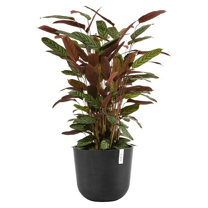 Ecopots Oslo Pflanztopf mit Wasserspeicher (Außenmaß (Ø x H): 35 x 40,5 cm, Kunststoff, Dunkelgrau) | BAUHAUS