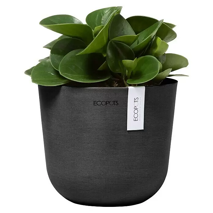 Ecopots Oslo Pflanztopf Mini - Außenmaß (Ø x H): 16 x 13,7 cm, Kunststoff, Dunkelgrau - Dunkelgrauer strukturierter Topf mit grüner Pflanze und ECOPOTS-Etikett.