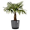 Ecopots Oslo Pflanztopf mit Wasserspeicher (Außenmaß (Ø x H): 55 x 48,5 cm, Kunststoff, Grau) | BAUHAUS