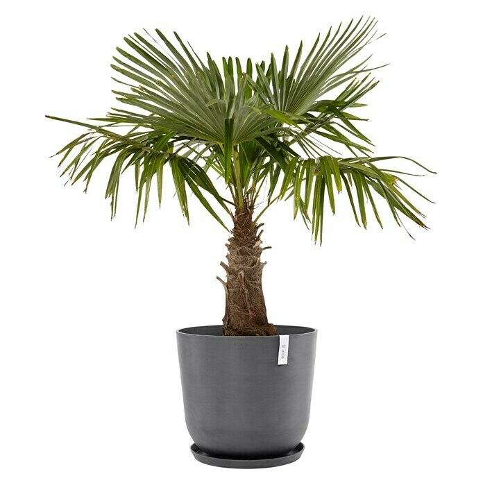 Ecopots Oslo Pflanztopf mit Wasserspeicher (Außenmaß (Ø x H): 55 x 48,5 cm, Kunststoff, Grau) | BAUHAUS