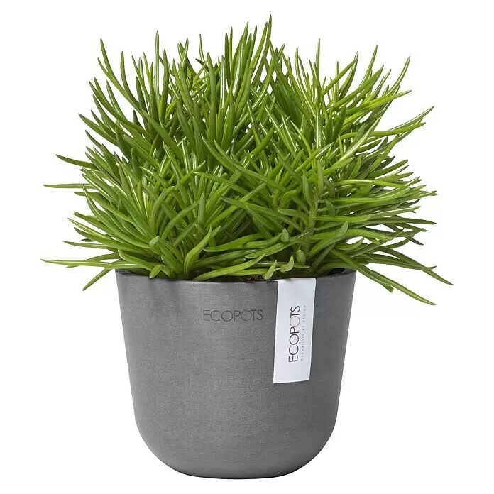 Ecopots Oslo Pflanztopf Mini - Außenmaß (Ø x H): 11,4 x 9,5 cm, Kunststoff, Grau - Grüne Sukkulente in grauem ECOPOTS Topf mit Etikett.