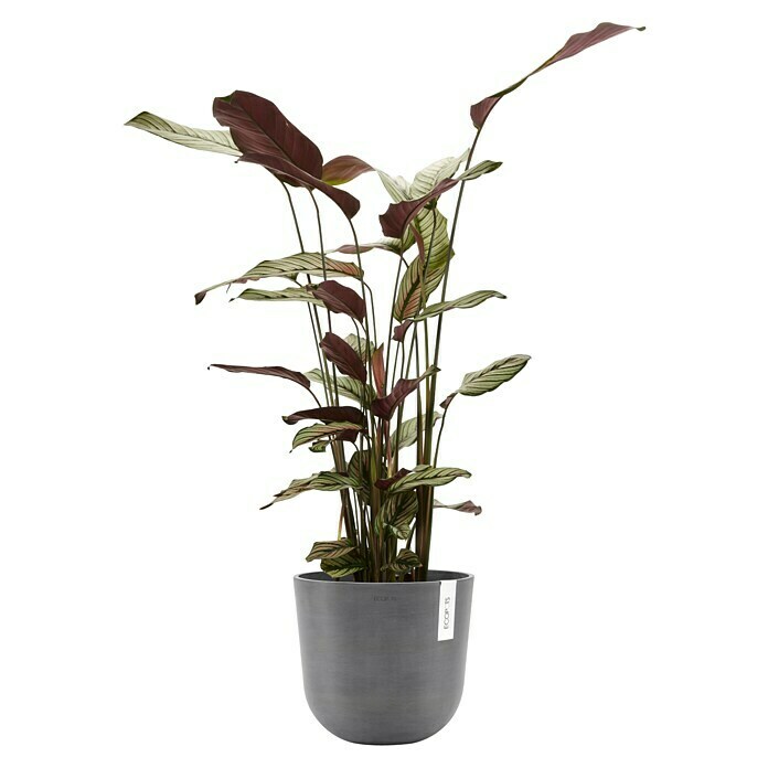 Ecopots Oslo Pflanztopf mit Wasserspeicher (Außenmaß (Ø x H): 25 x 21,4 cm, Kunststoff, Grau) | BAUHAUS