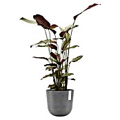 Ecopots Oslo Pflanztopf mit Wasserspeicher (Außenmaß (Ø x H): 25 x 21,4 cm, Kunststoff, Grau) | BAUHAUS