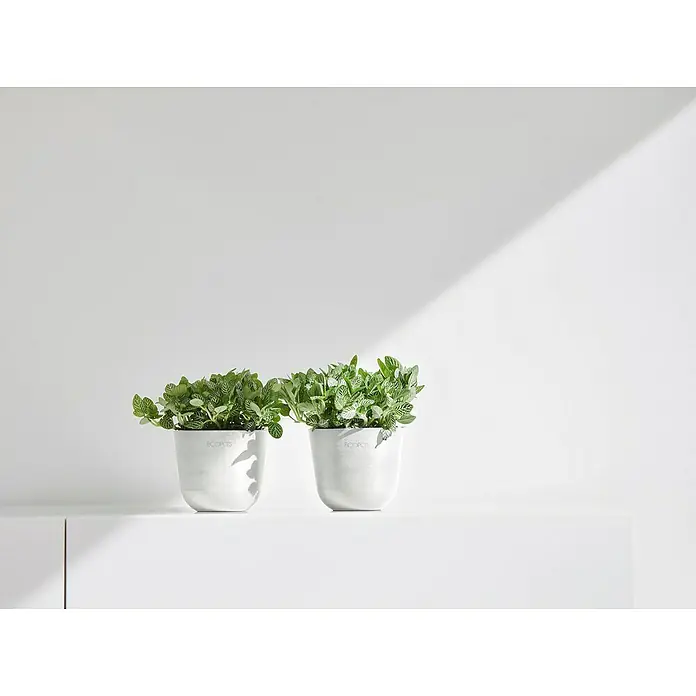 Ecopots Oslo Pflanztopf Mini - Außenmaß (Ø x H): 11,4 x 9,5 cm, Kunststoff, Weiß - Zwei Ecopots-Pflanzgefäße mit grünen Pflanzen stehen auf einer weißen Oberfläche, beleuchtet von einem hellen Licht, das eine minimalistische Ästhetik erzeugt.