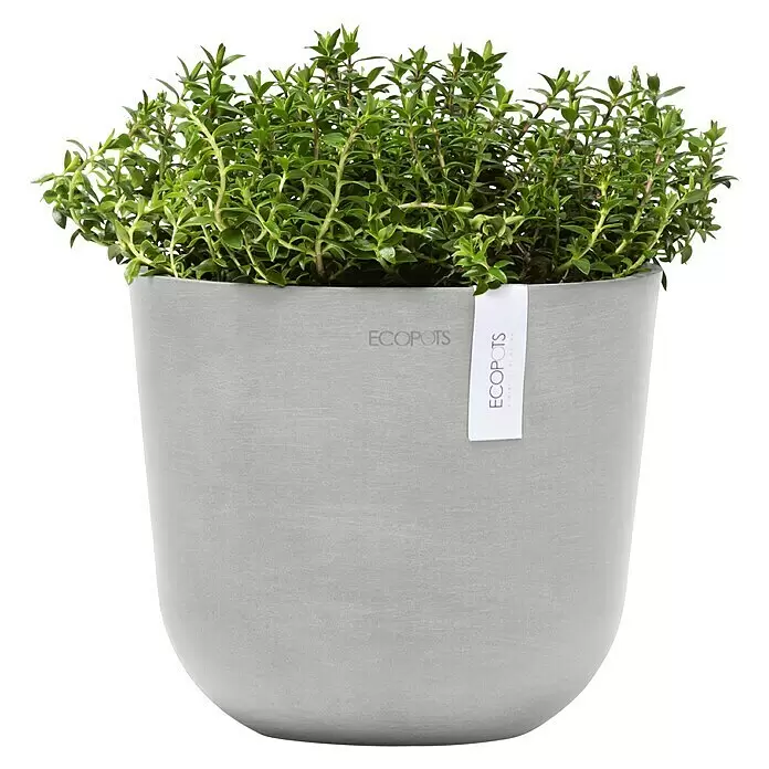 Ecopots Oslo Pflanztopf Mini - Außenmaß (Ø x H): 19 x 16,5 cm, Kunststoff, Weißgrau - Grüne Kräuterpflanze in einem runden, grauen ECOPOTS Übertopf.