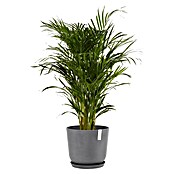 Ecopots Oslo Pflanztopf mit Wasserspeicher (Außenmaß (Ø x H): 35 x 40,5 cm, Kunststoff, Grau) | BAUHAUS