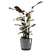 Ecopots Oslo Pflanztopf mit Wasserspeicher (Außenmaß (Ø x H): 25 x 21,4 cm, Kunststoff, Grau) | BAUHAUS