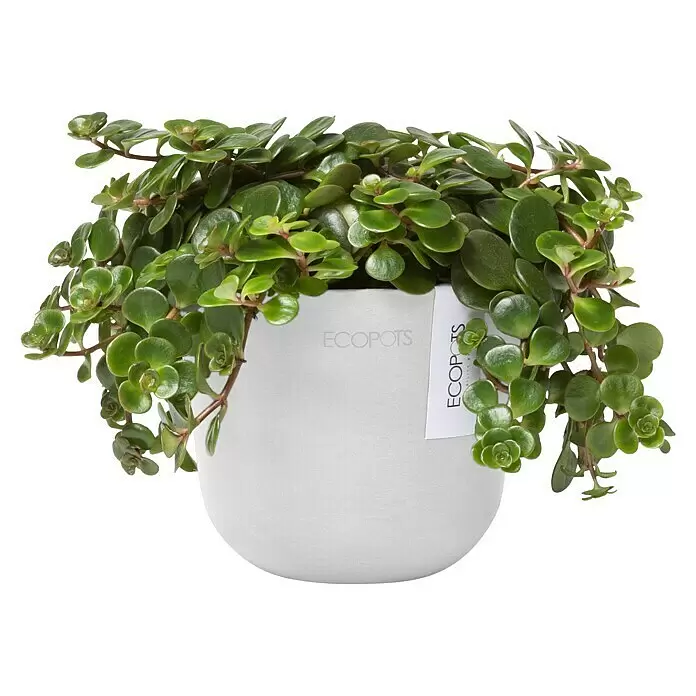 Ecopots Oslo Pflanztopf Mini - Außenmaß (Ø x H): 11,4 x 9,5 cm, Kunststoff, Weiß - Eine grüne Pflanze mit kleinen runden Blättern, die aus einem weißen Topf mit 'ECOPOTS'-Etikett herabhängt.