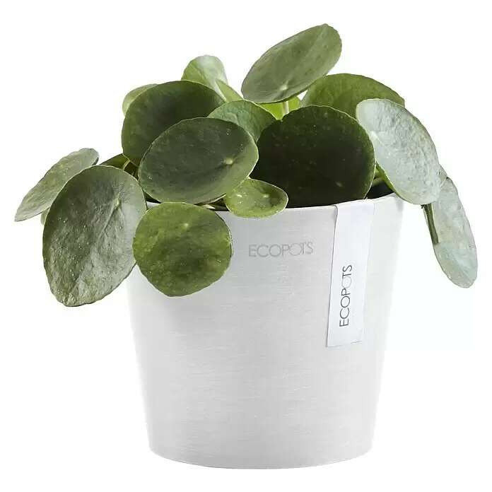 Ecopots Amsterdam Pflanztopf Mini - Außenmaß (Ø x H): 13 x 11,4 cm, Kunststoff, Weiß - Pilea-Pflanze mit runden grünen Blättern in einem strukturierten hellgrauen ECOPOTS Blumentopf.